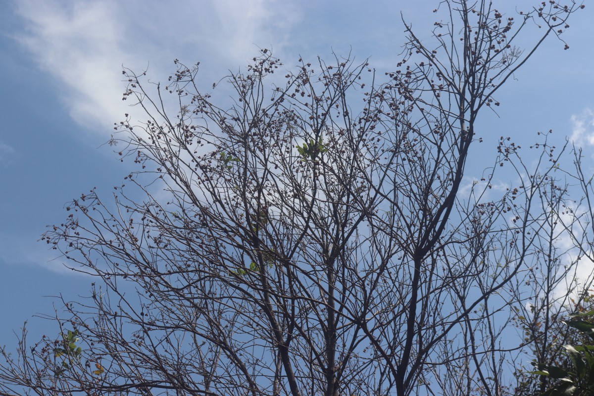 Sapindus trifoliatus L.
