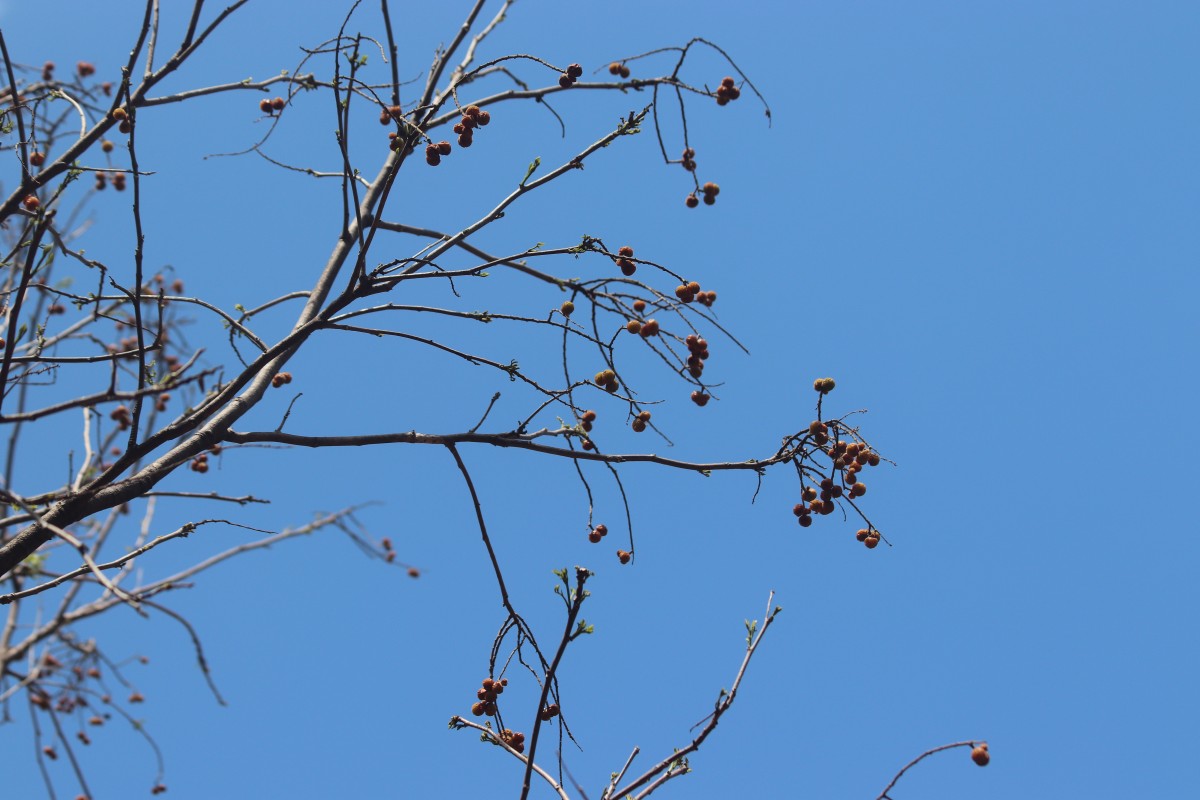 Sapindus trifoliatus L.