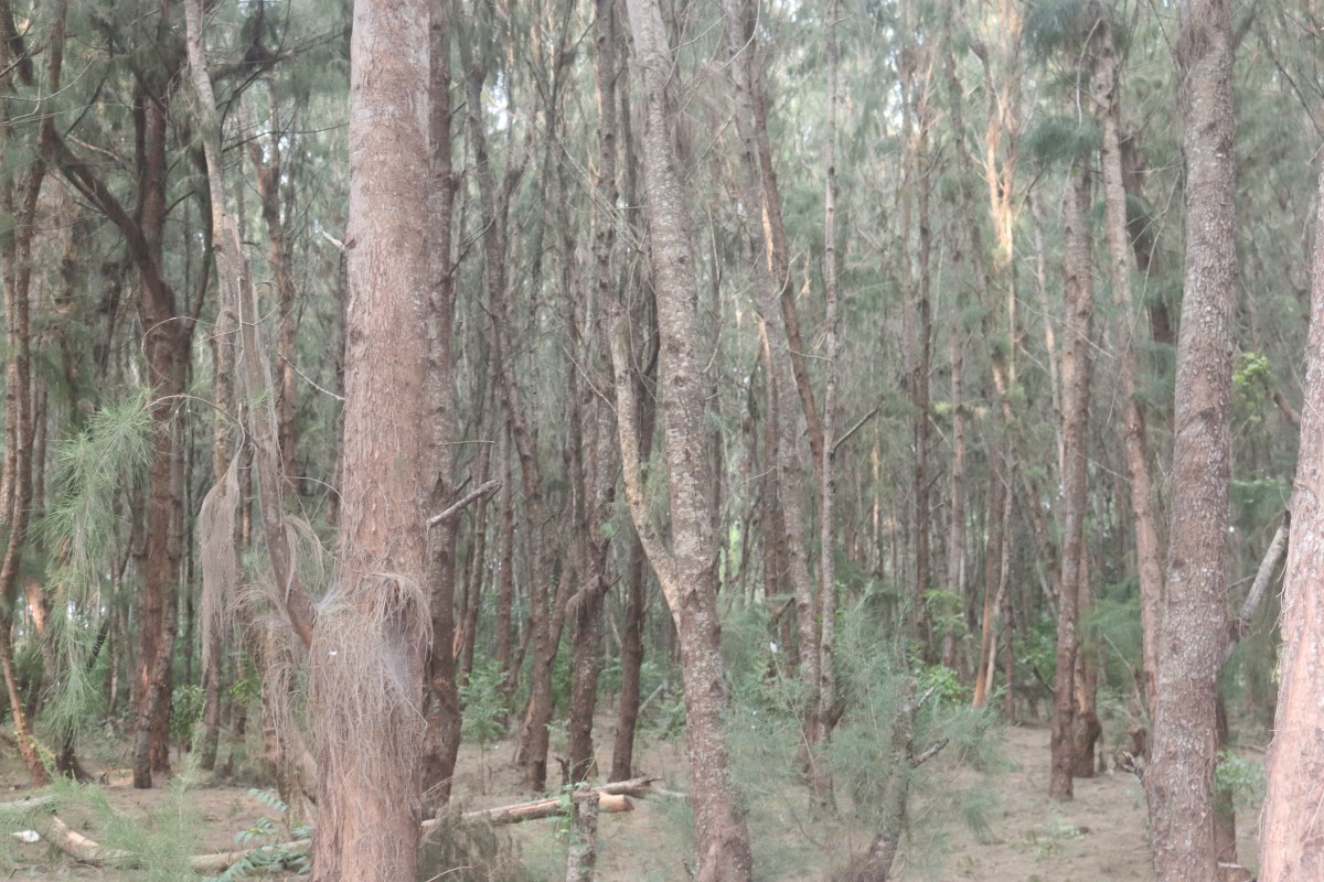 Casuarina equisetifolia L.
