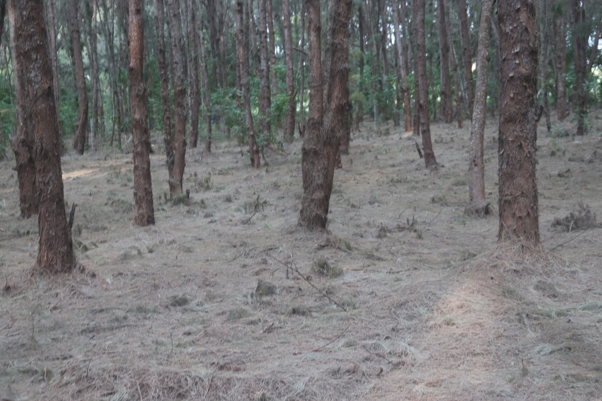 Casuarina equisetifolia L.