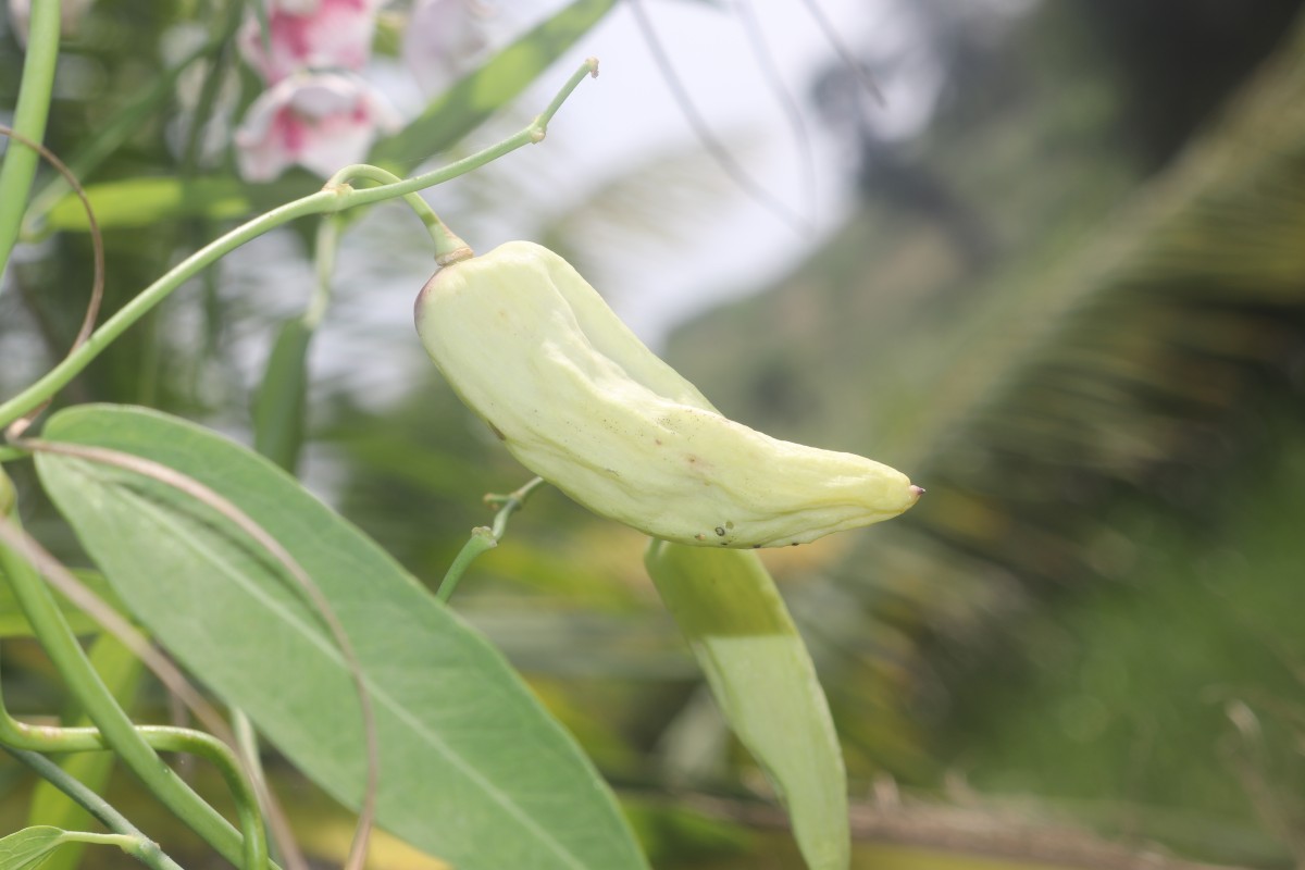 Oxystelma esculentum (L.f.) Sm.