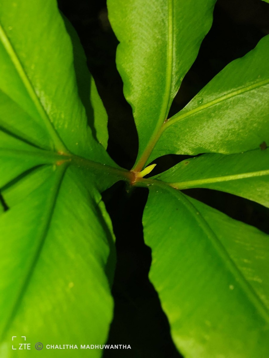 Helminthostachys zeylanica  (L.) Hook.