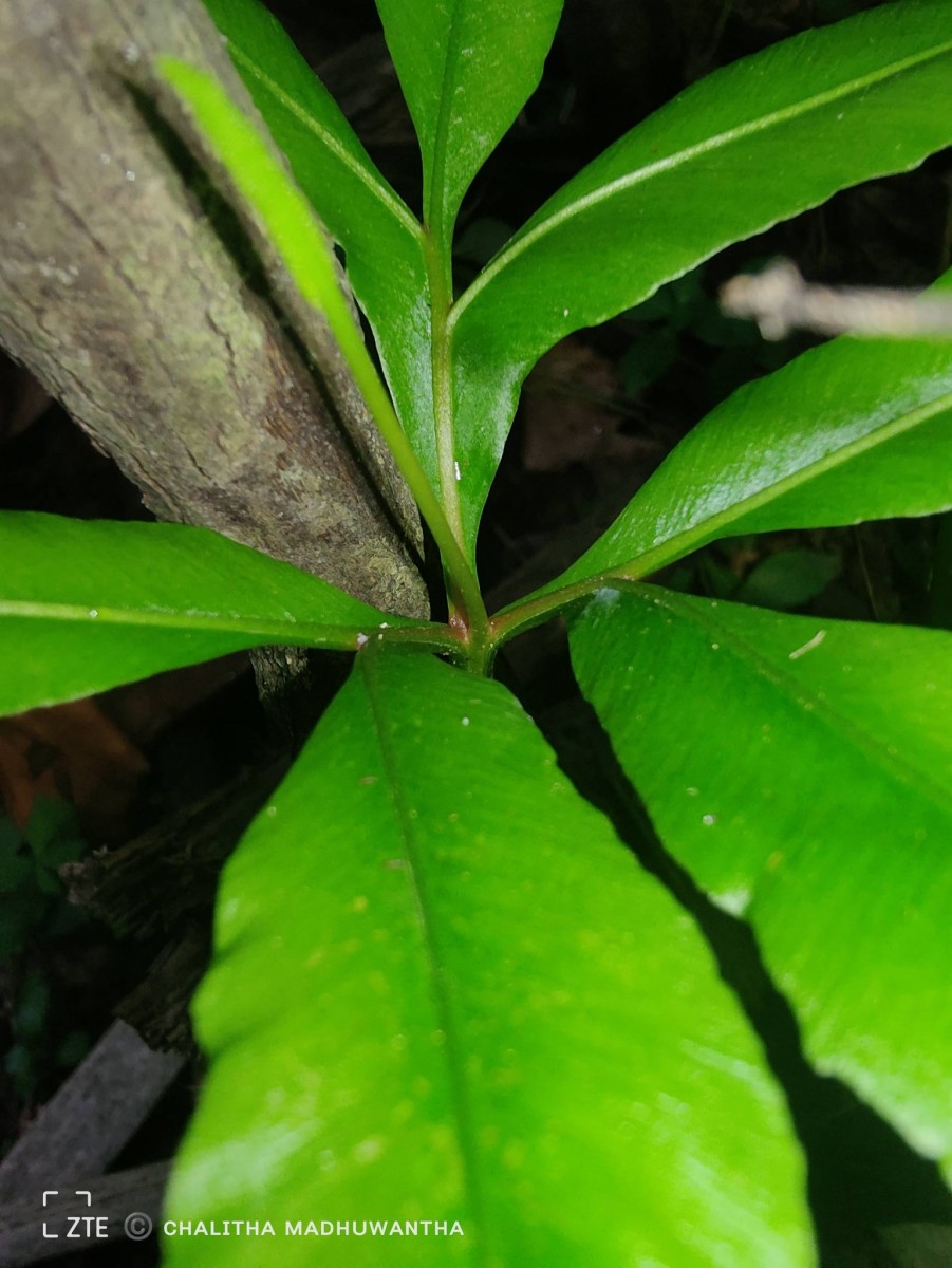 Helminthostachys zeylanica  (L.) Hook.