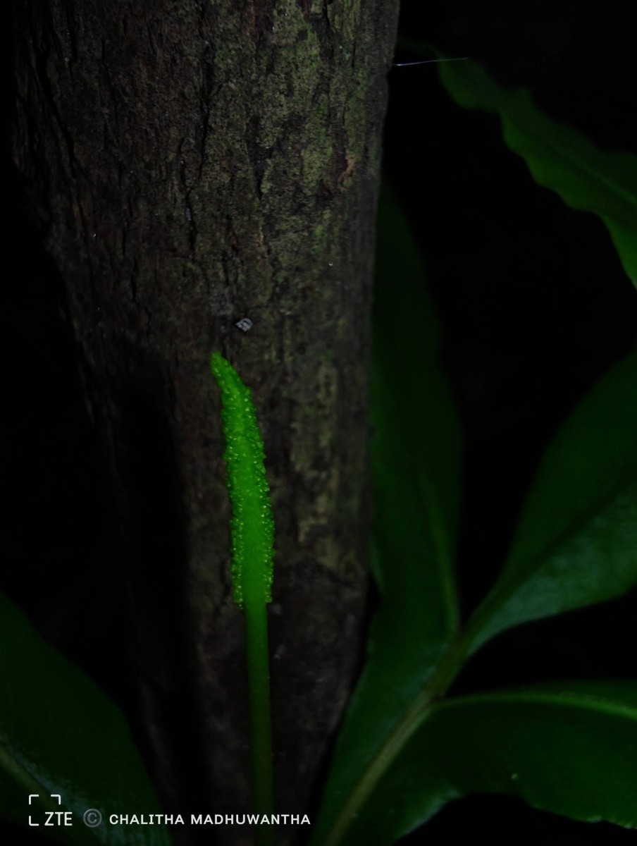 Helminthostachys zeylanica  (L.) Hook.