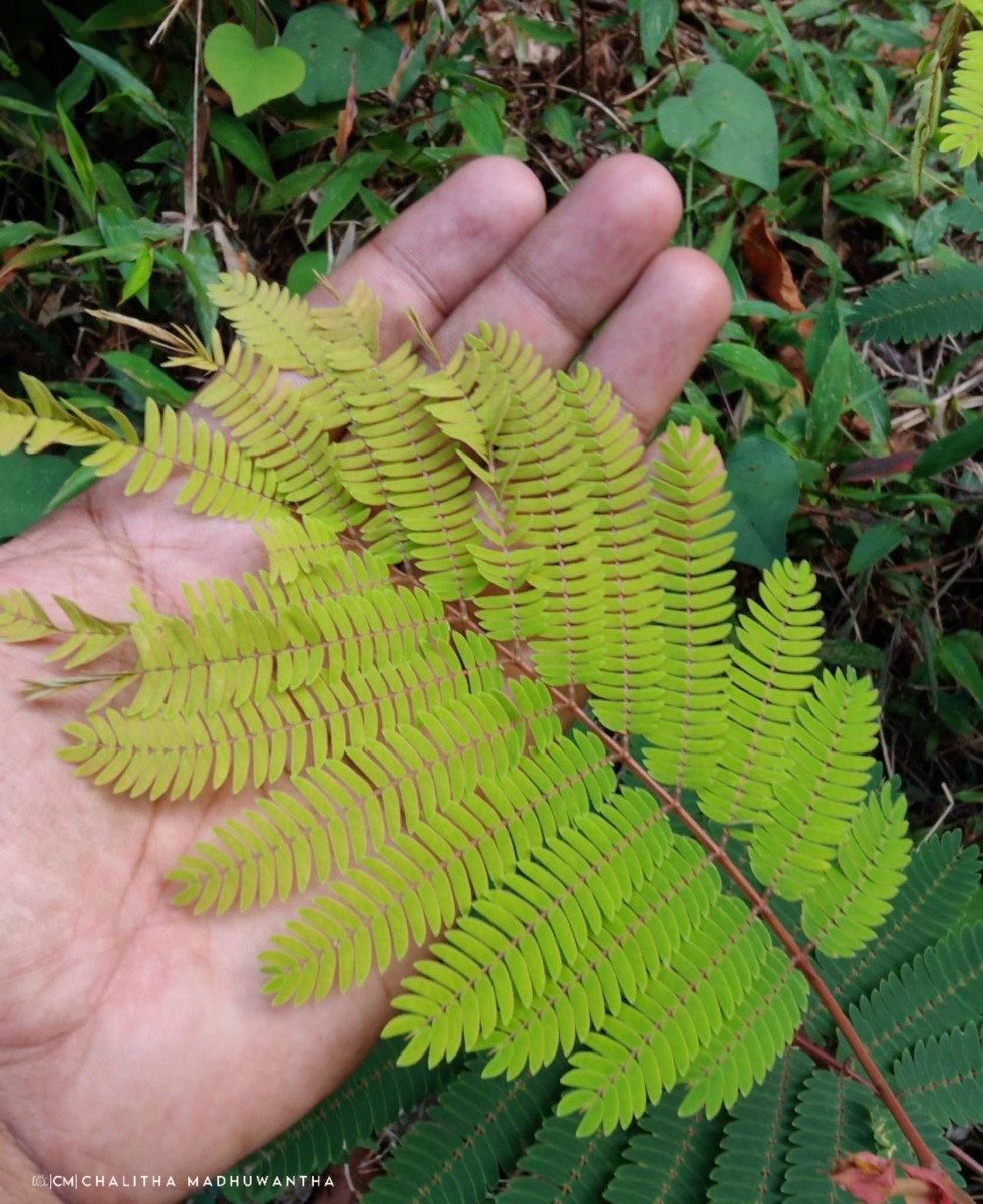 Albizia chinensis (Osbeck) Merr.
