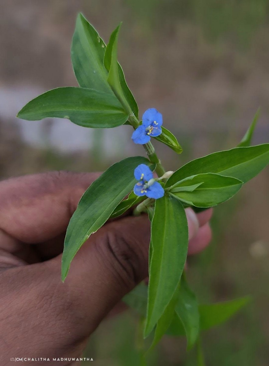 Commelina diffusa Burm.f.