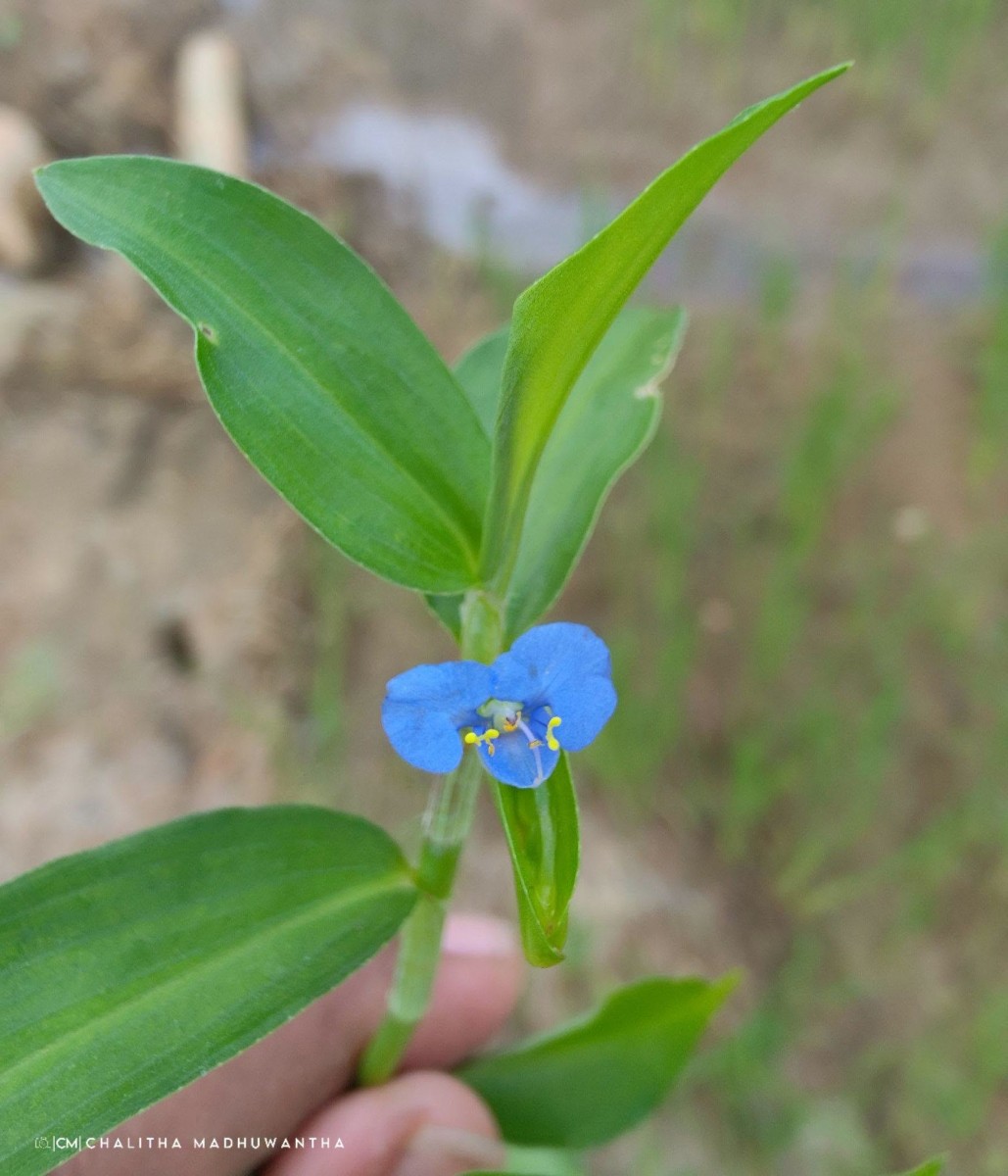 Commelina diffusa Burm.f.