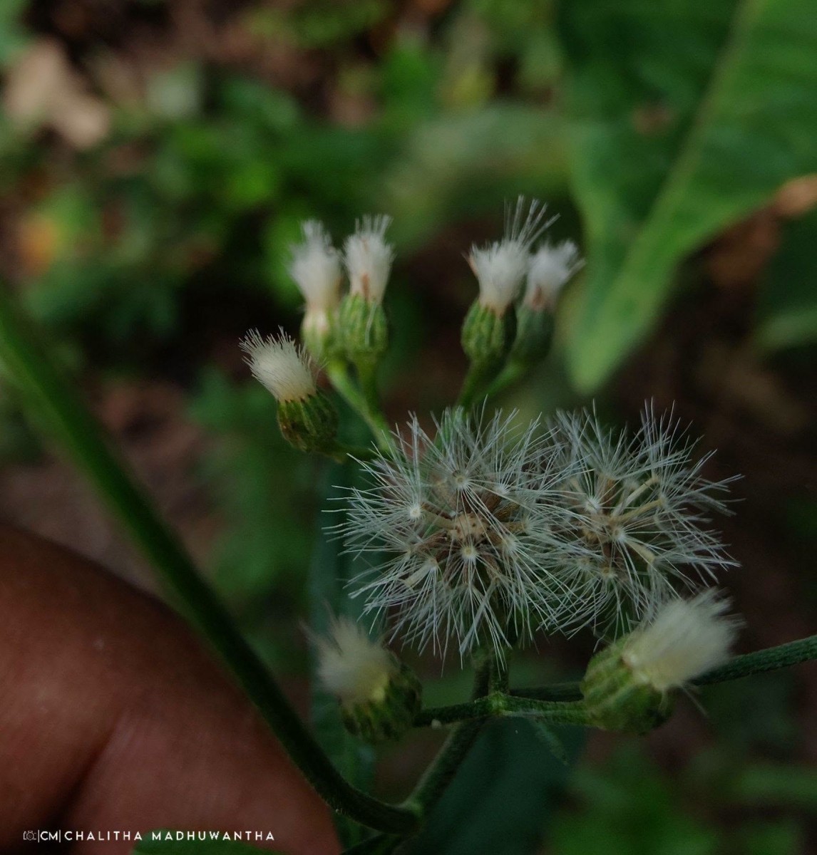 Cyanthillium cinereum (L.) H.Rob.