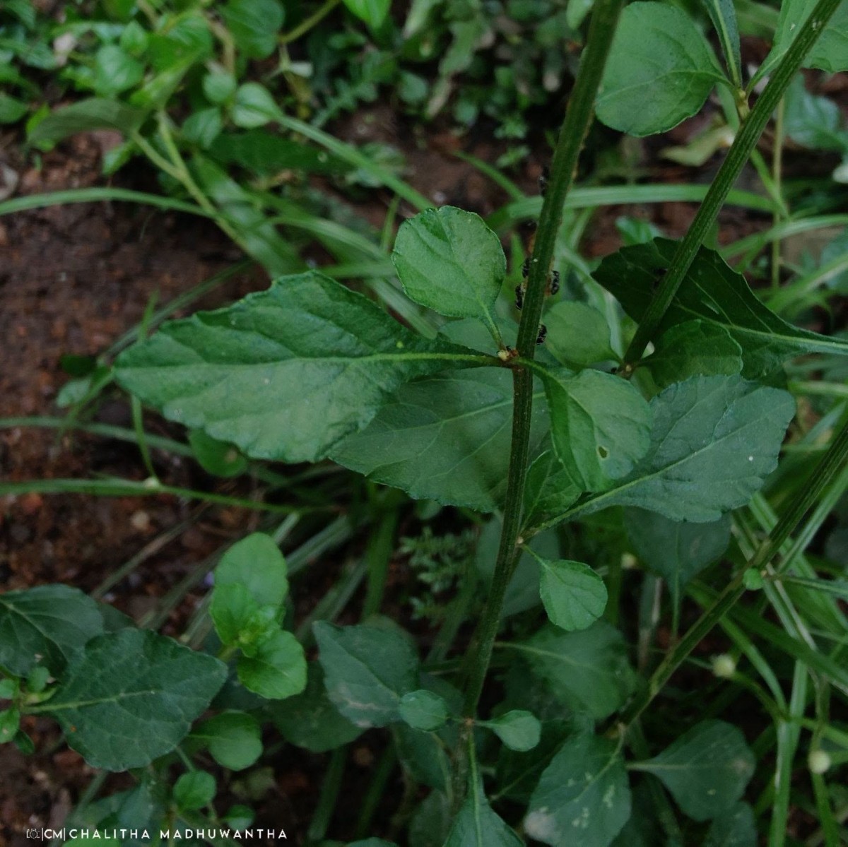 Cyanthillium cinereum (L.) H.Rob.