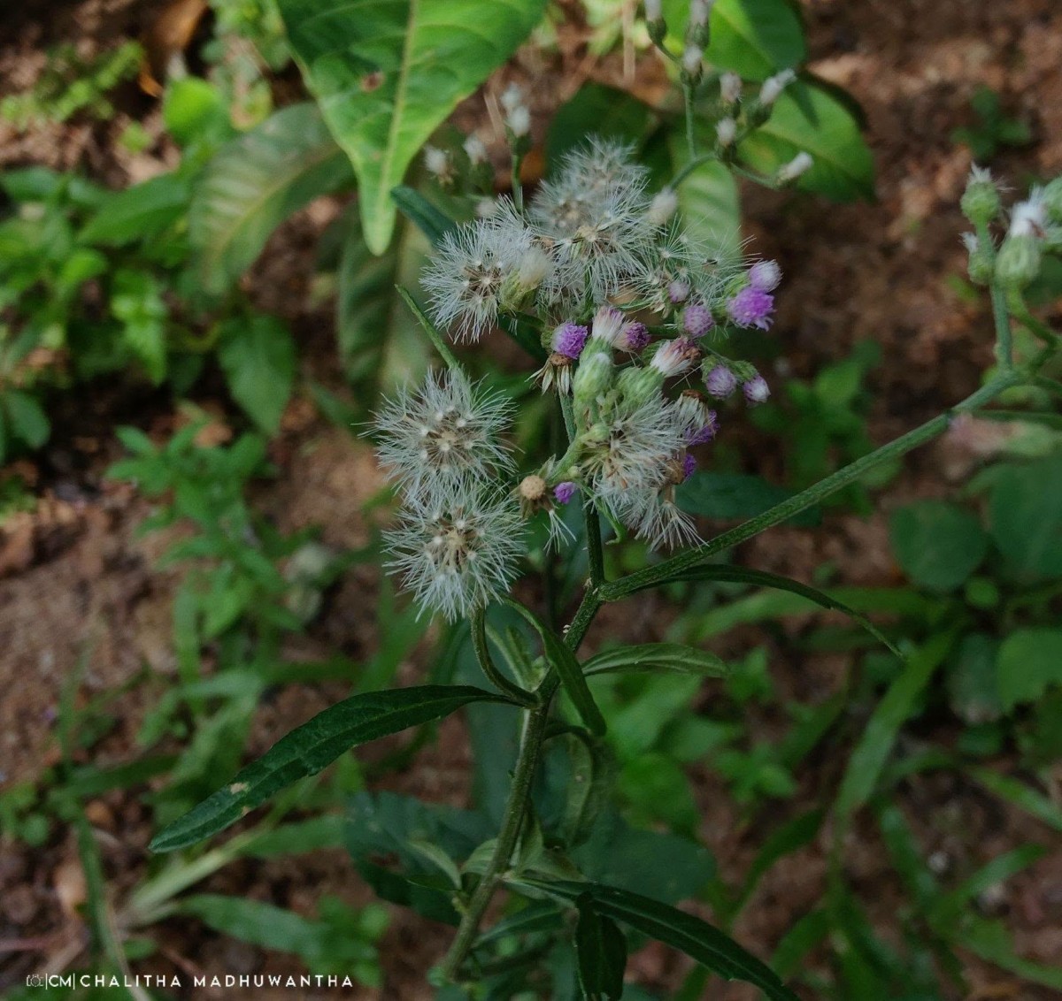 Cyanthillium cinereum (L.) H.Rob.