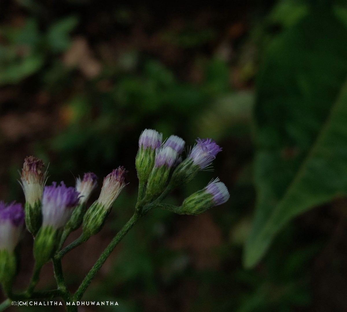 Cyanthillium cinereum (L.) H.Rob.