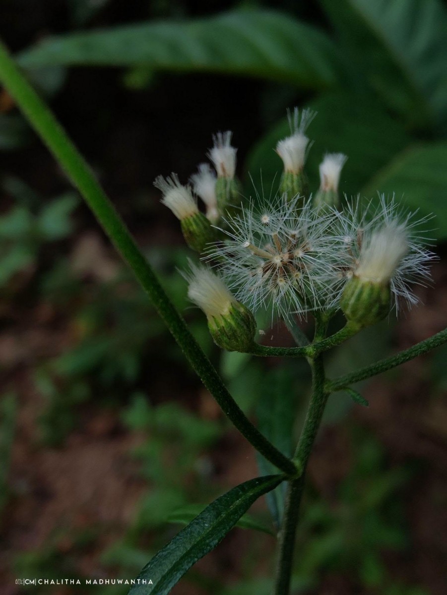 Cyanthillium cinereum (L.) H.Rob.