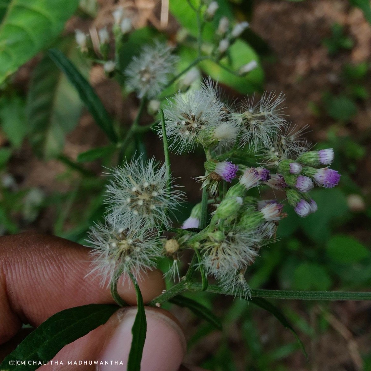 Cyanthillium cinereum (L.) H.Rob.