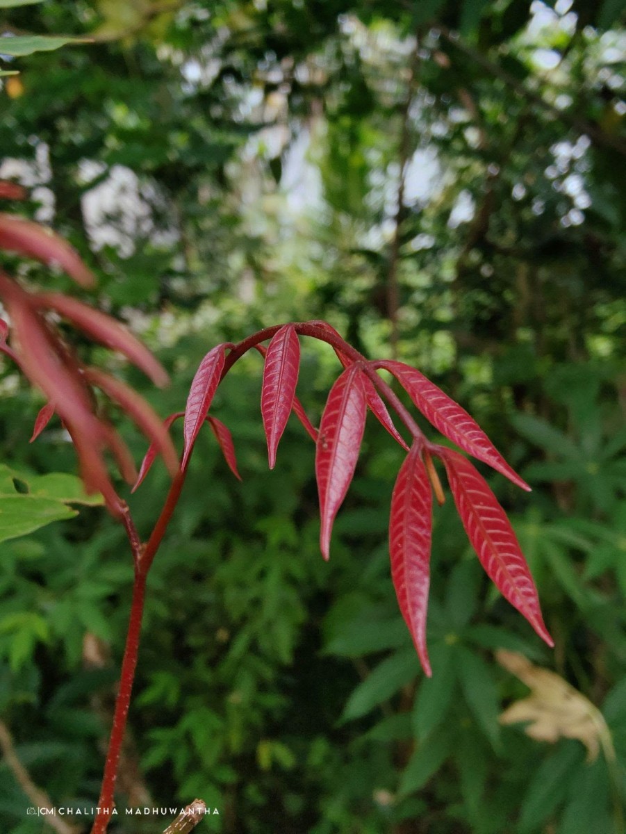 Dimocarpus longan Lour.