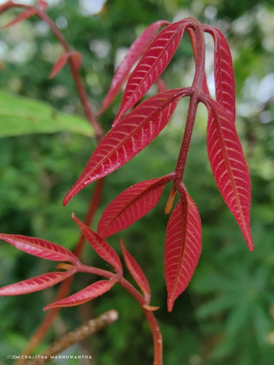 Dimocarpus longan Lour.