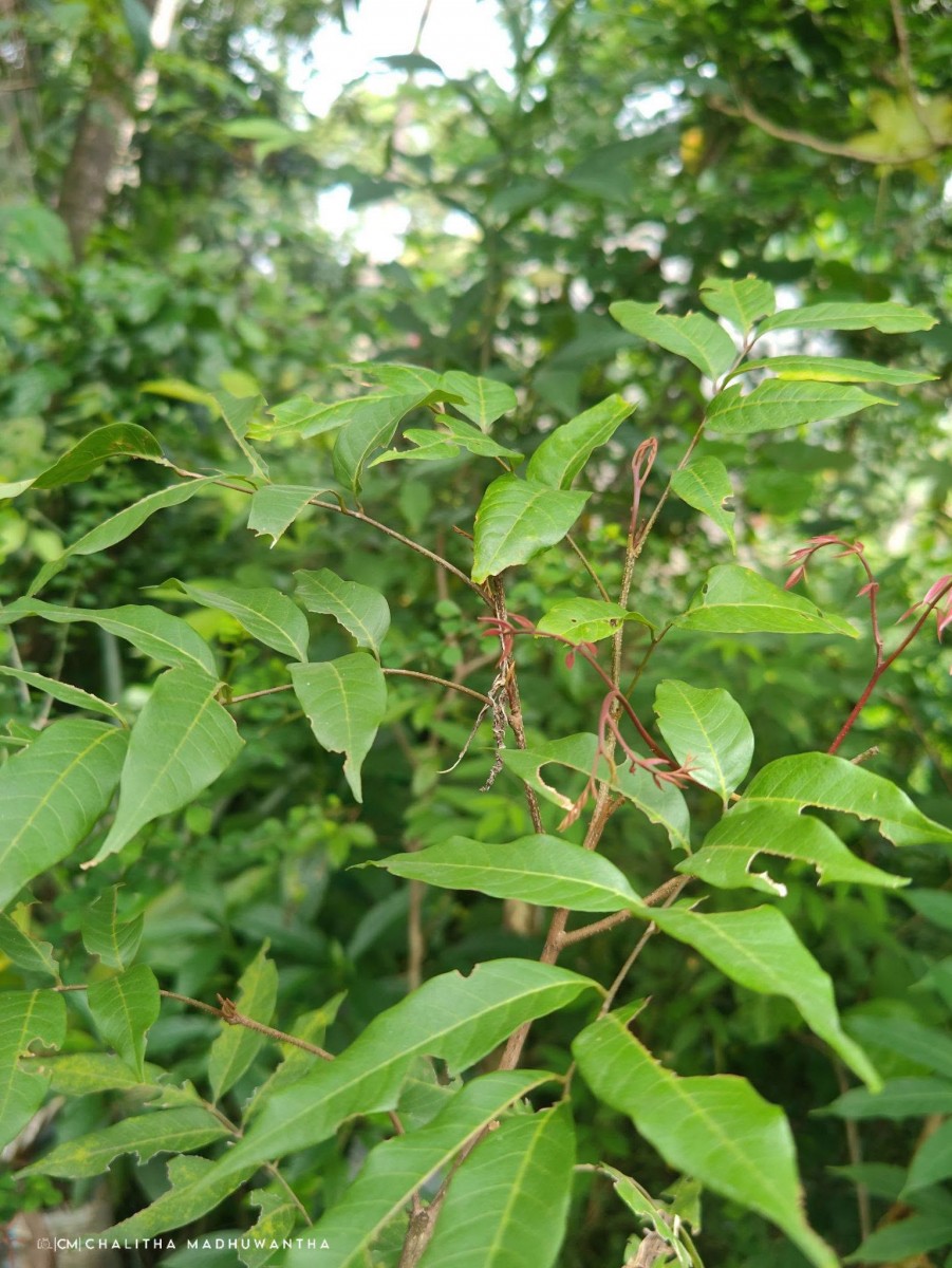Dimocarpus longan Lour.