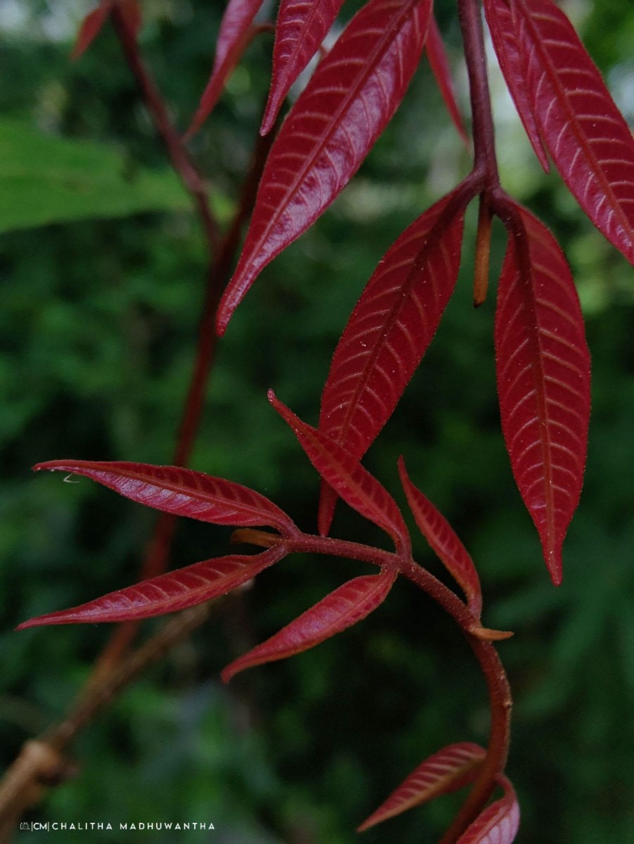 Dimocarpus longan Lour.