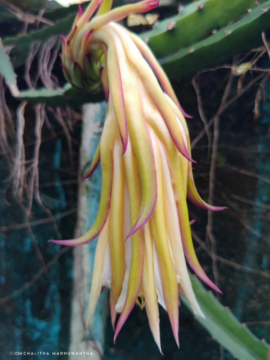 Selenicereus undatus (Haw.) D.R.Hunt