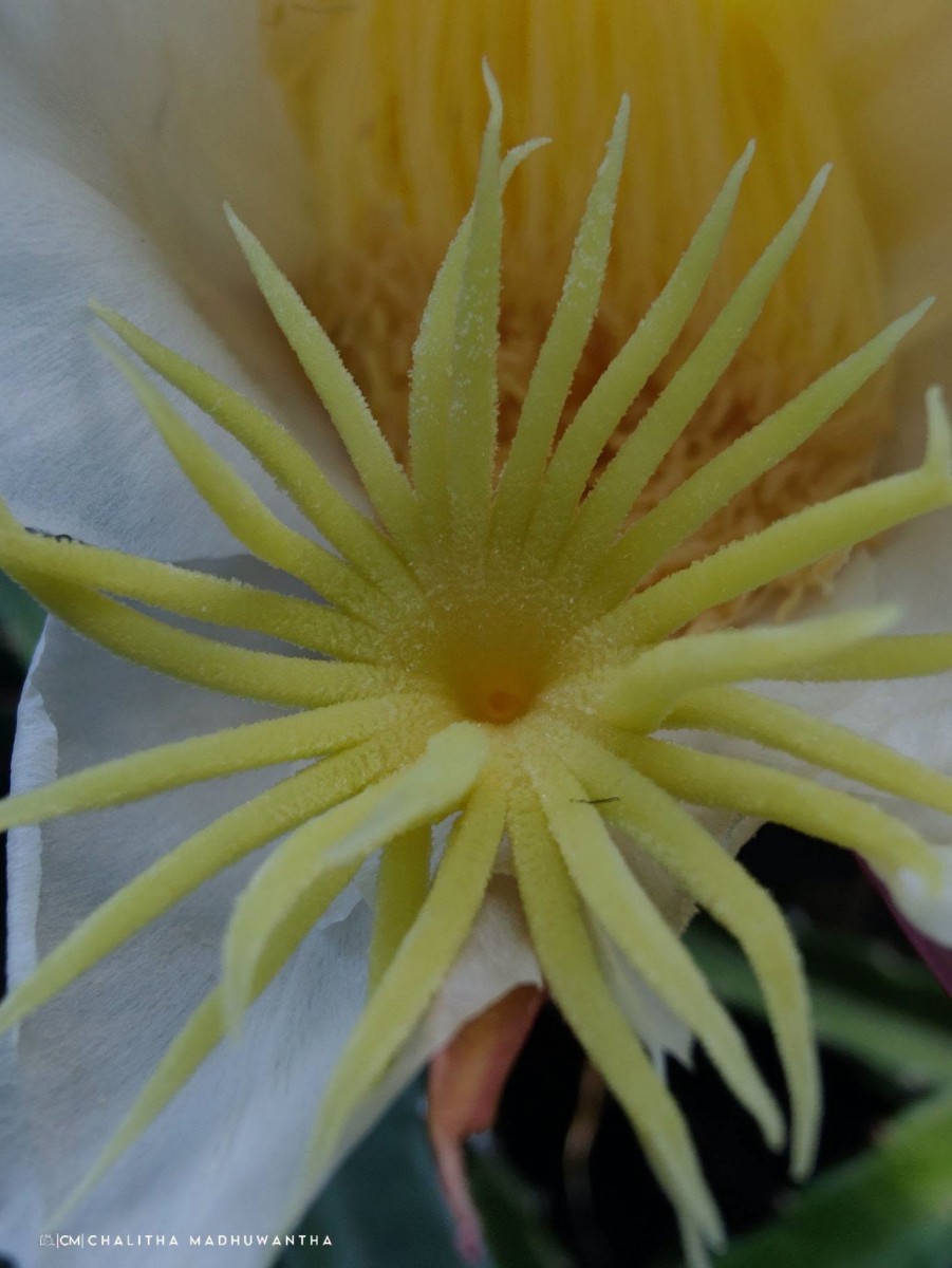 Selenicereus undatus (Haw.) D.R.Hunt