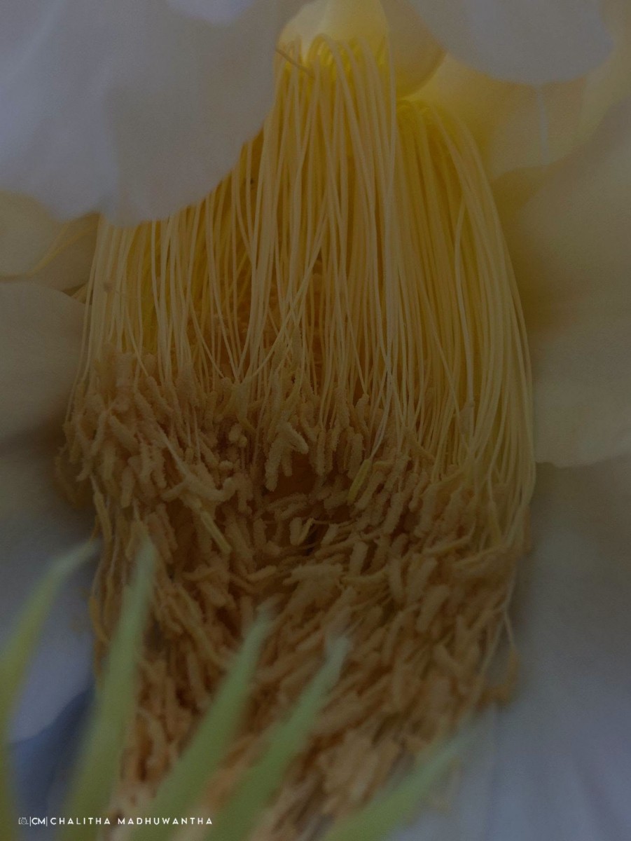 Selenicereus undatus (Haw.) D.R.Hunt