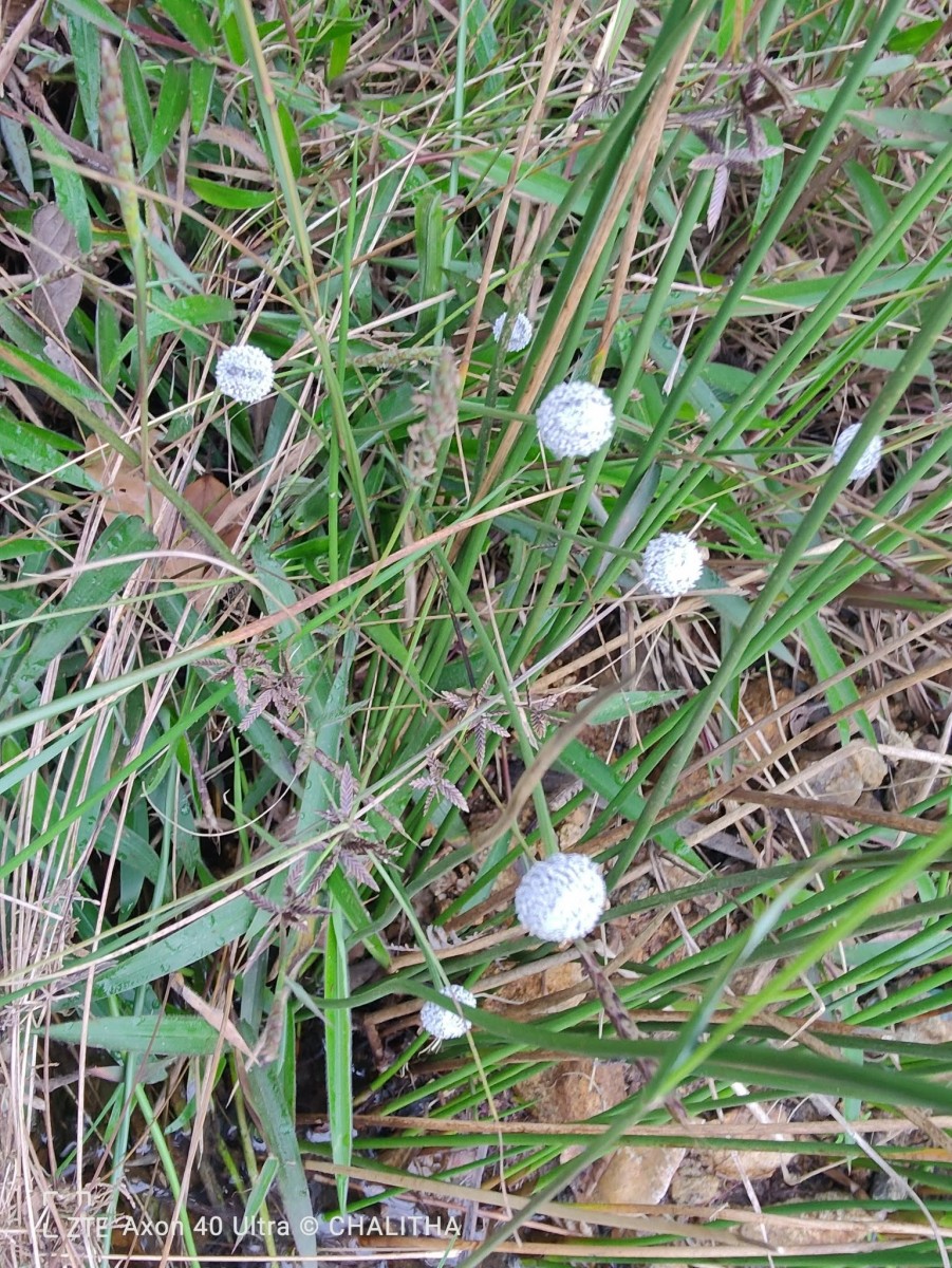 Eriocaulon brownianum Mart.