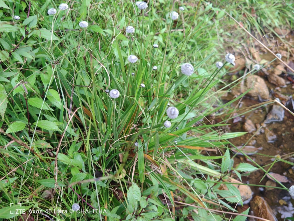 Eriocaulon brownianum Mart.