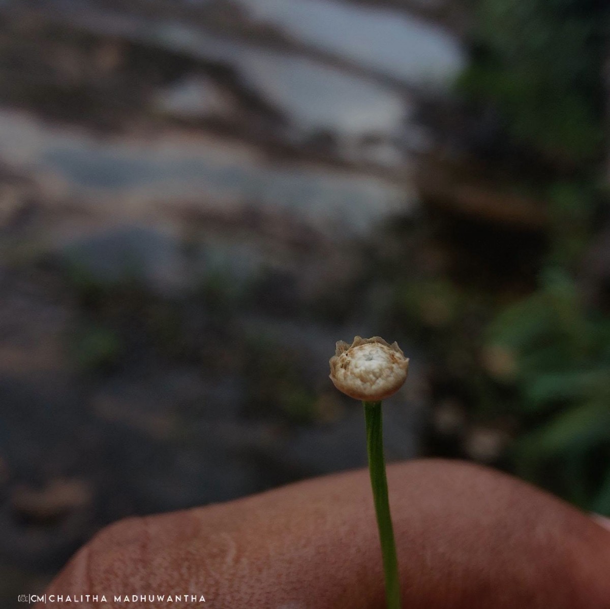 Eriocaulon truncatum Buch.-Ham. ex Mart.
