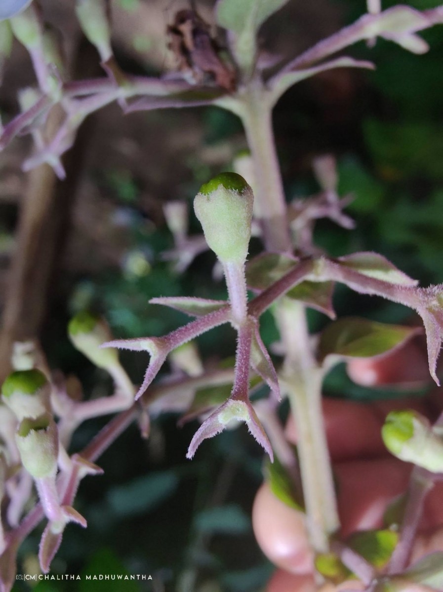 Rotheca serrata (L.) Steane & Mabb.