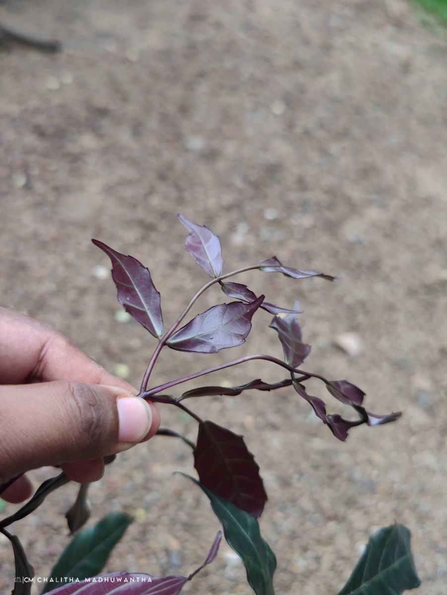 Leea guineensis G.Don