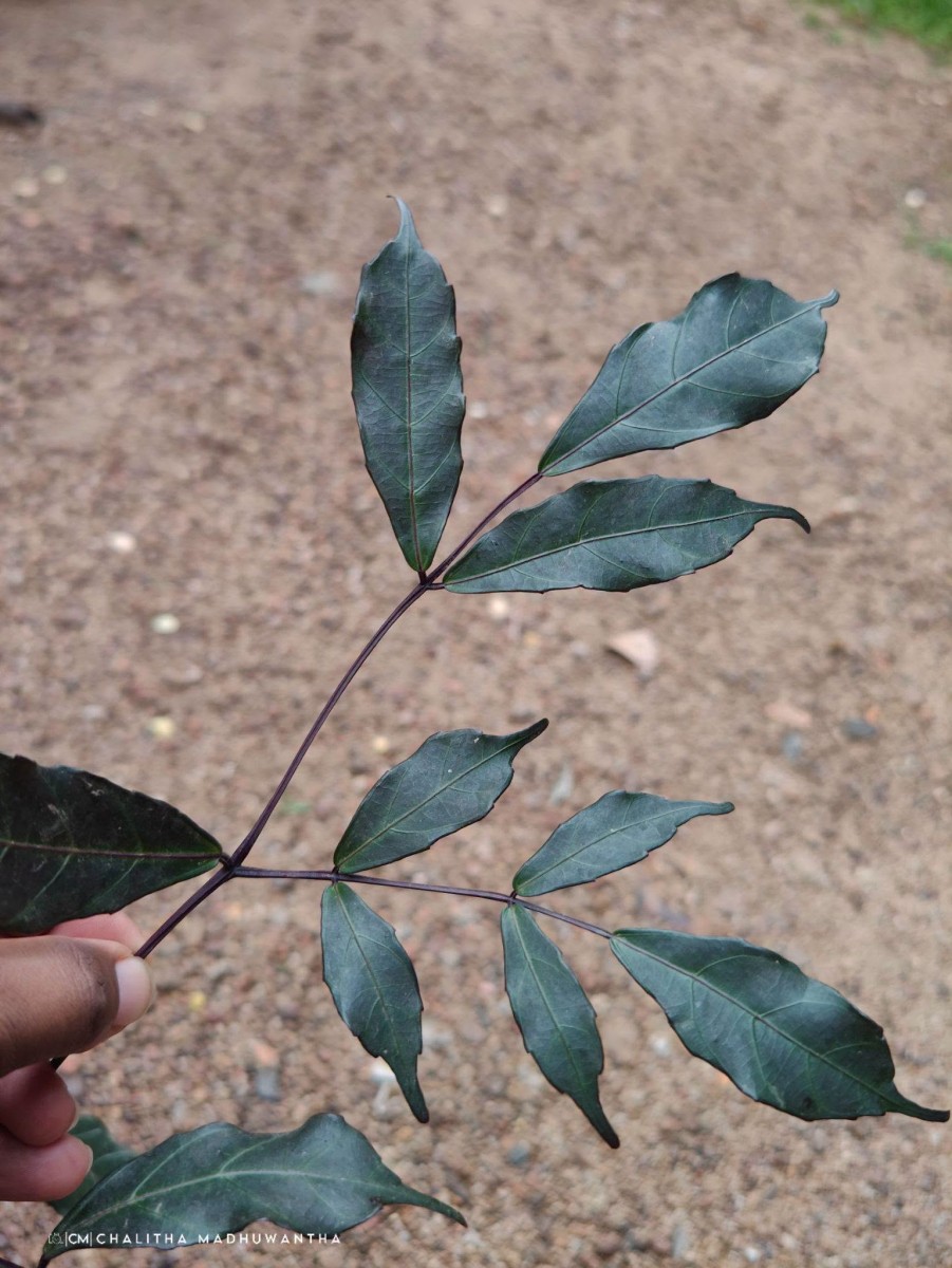 Leea guineensis G.Don