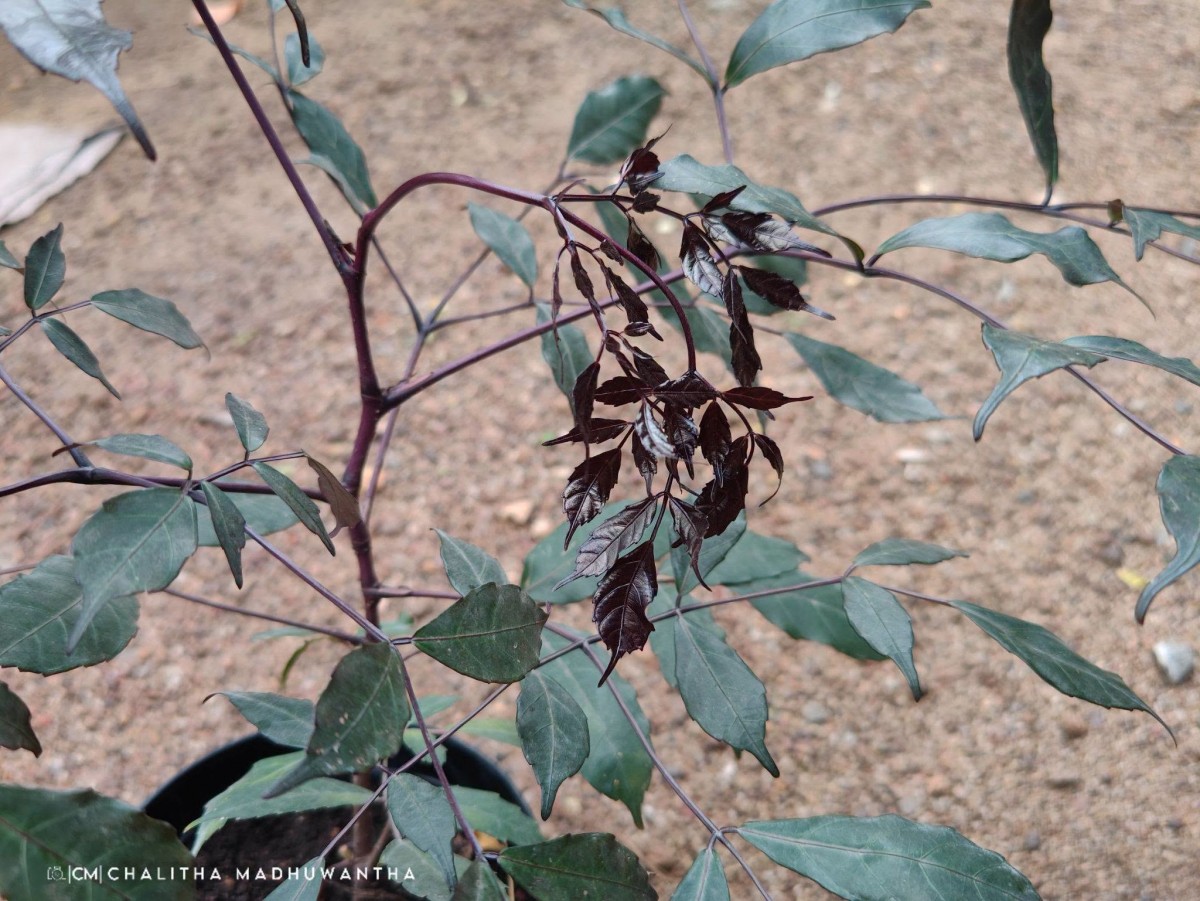 Leea guineensis G.Don