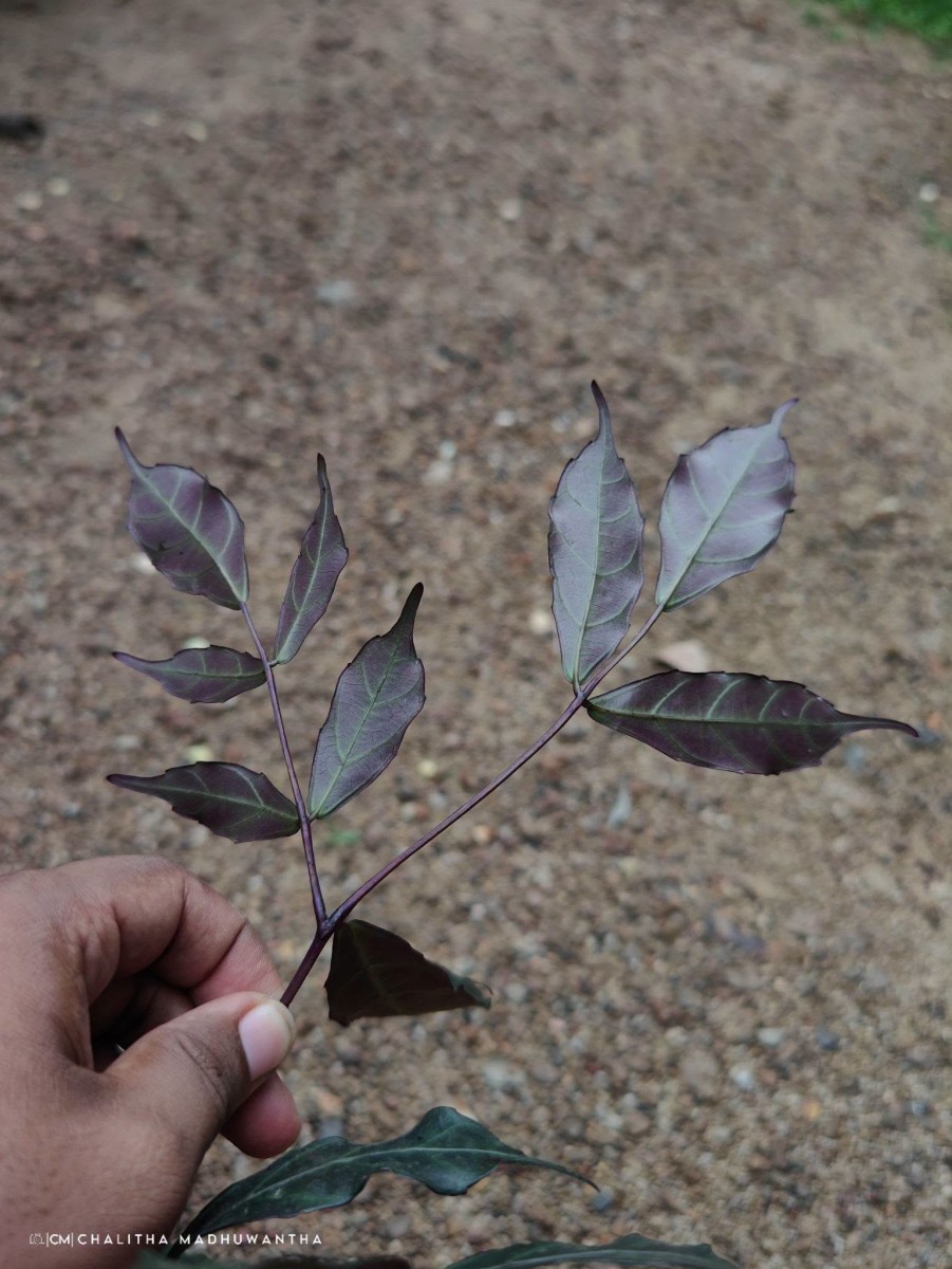 Leea guineensis G.Don