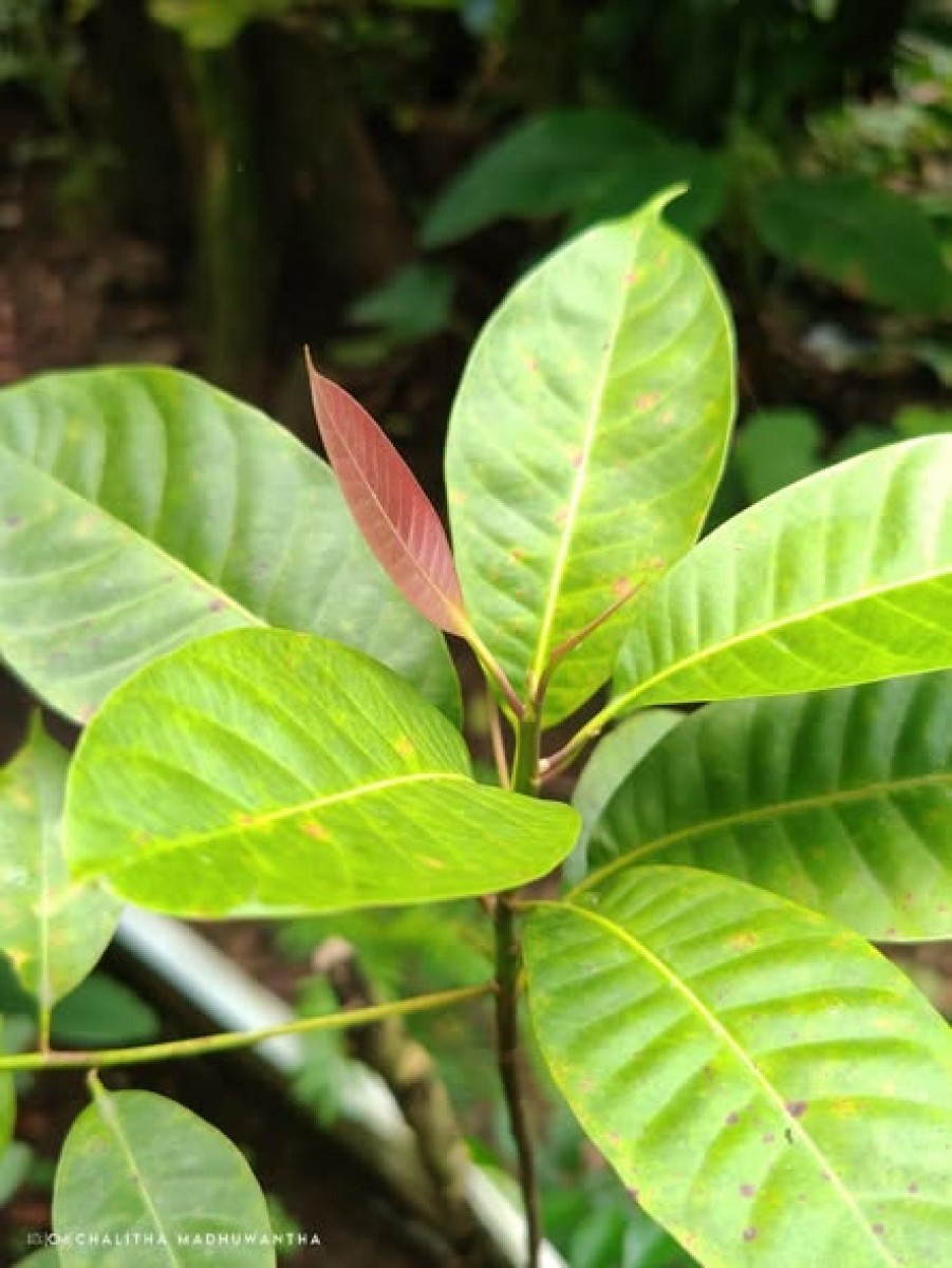 Palaquium petiolare (Thwaites) Engl.
