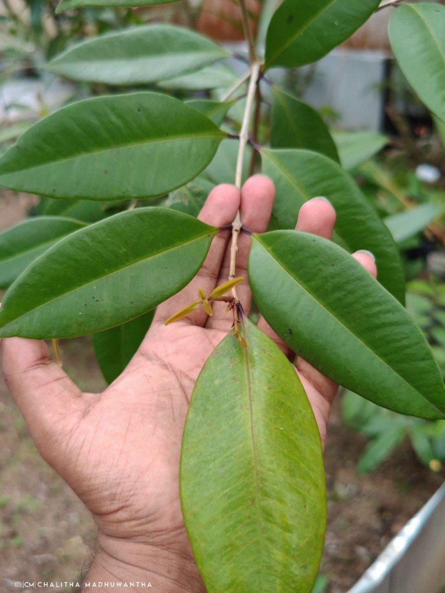 Syzygium aureum Jayasinghe