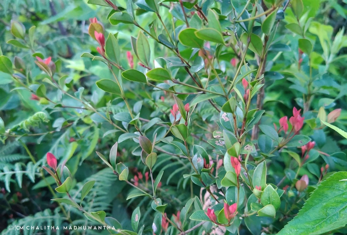 Syzygium spathulatum Thwaites