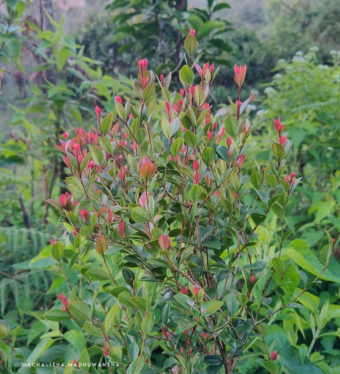 Syzygium spathulatum Thwaites