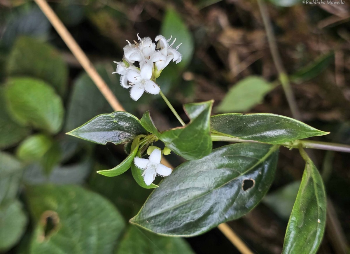 Hedyotis tridentata Ridsdale