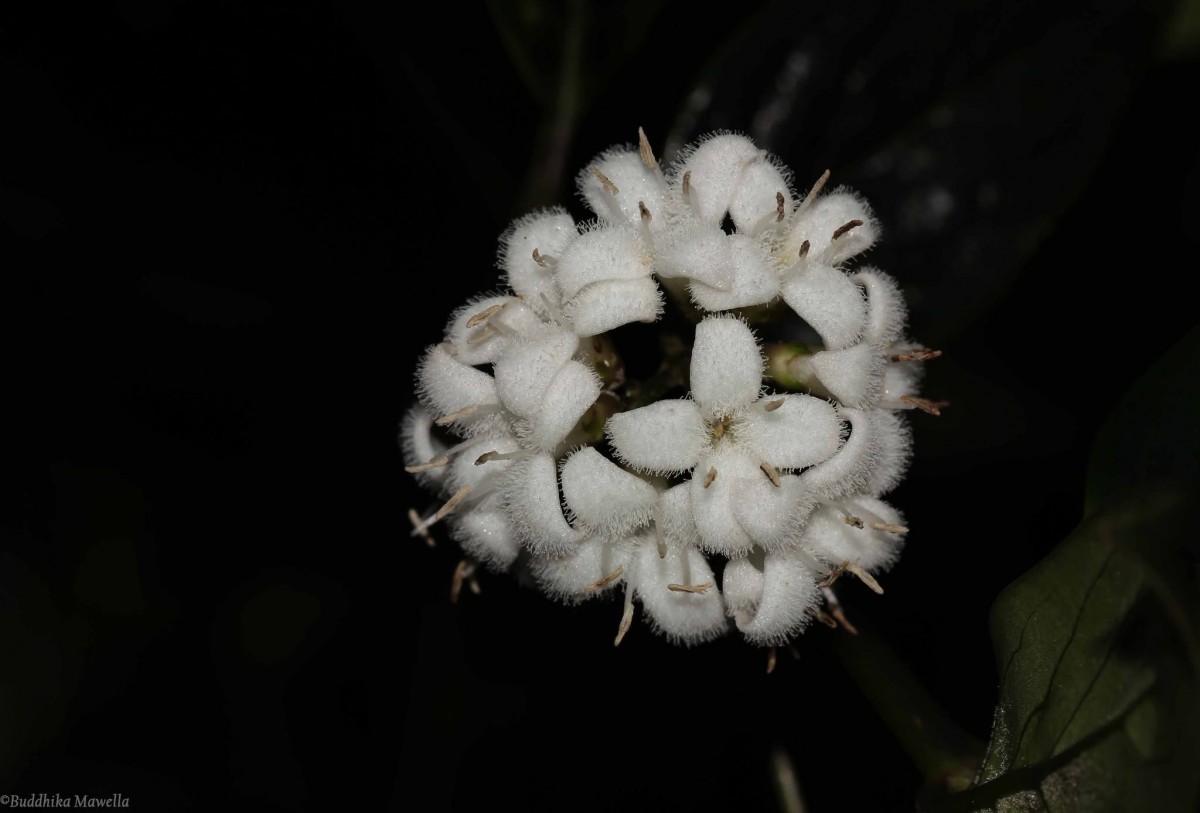 Hedyotis tridentata Ridsdale