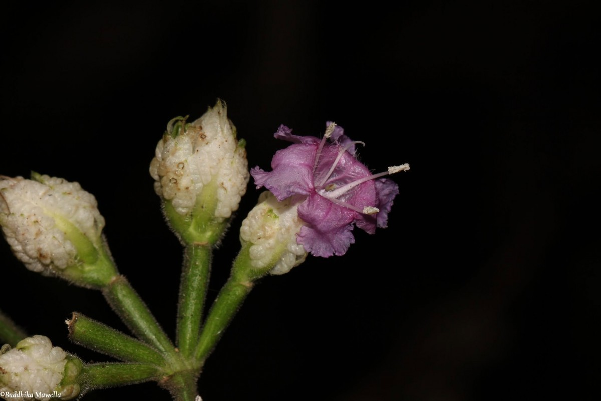 Strobilanthes walkeri Arn. ex Nees