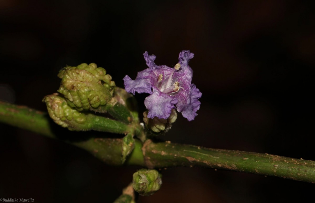 Strobilanthes walkeri Arn. ex Nees