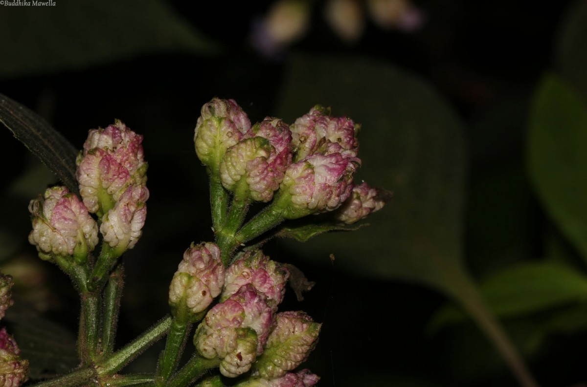 Strobilanthes walkeri Arn. ex Nees
