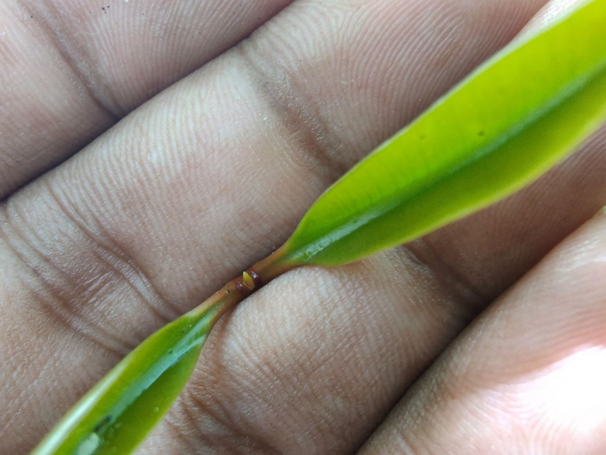 Syzygium hemachandrae Jayasinghe