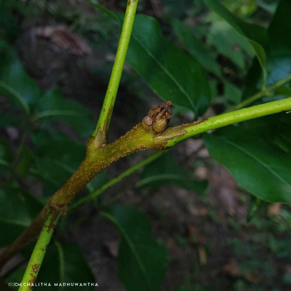 Xylocarpus rumphii (Kostel.) Mabb.