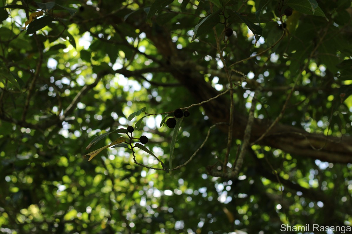 Hydnocarpus venenatus Gaertn.