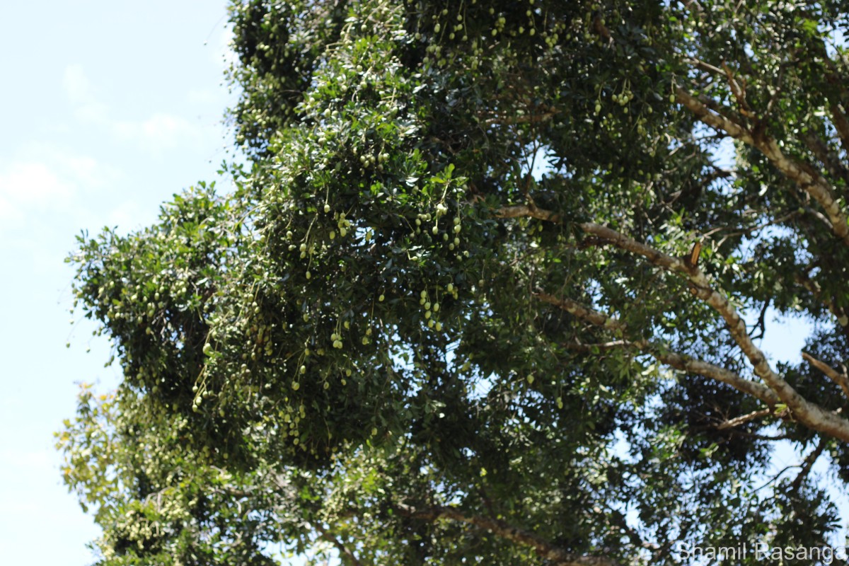 Mangifera zeylanica (Blume) Hook.f.