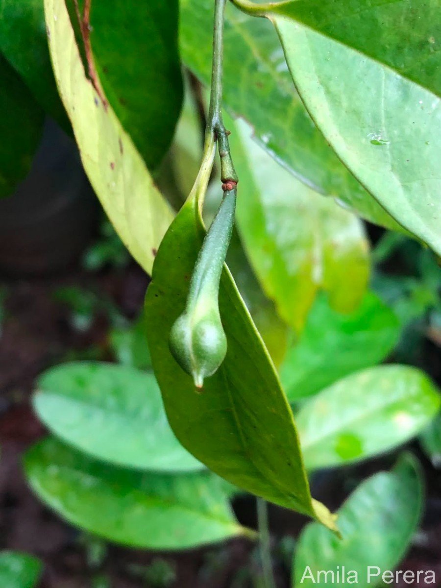 Anaxagorea luzonensis A.Gray