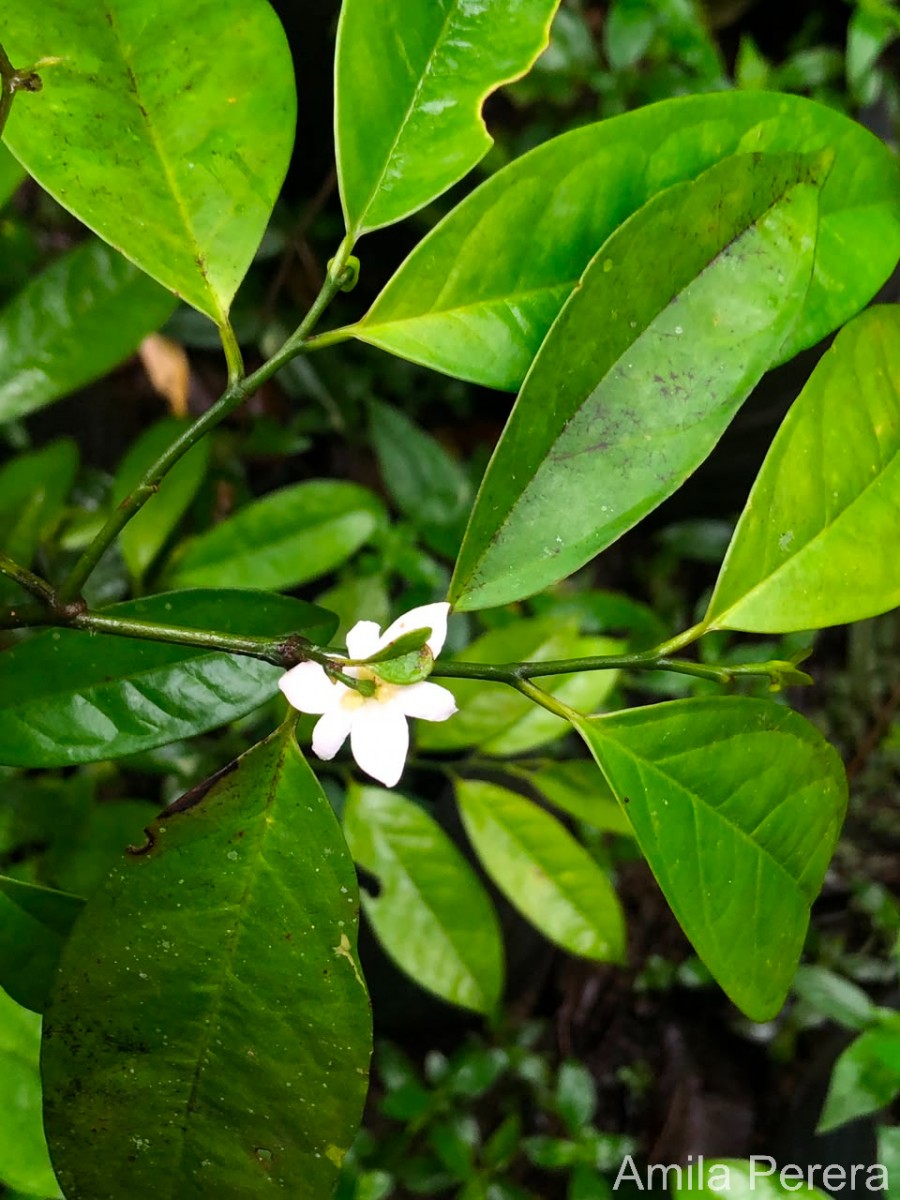 Anaxagorea luzonensis A.Gray