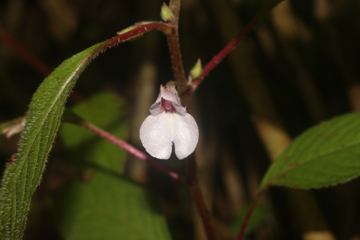 Impatiens truncata Thwaites