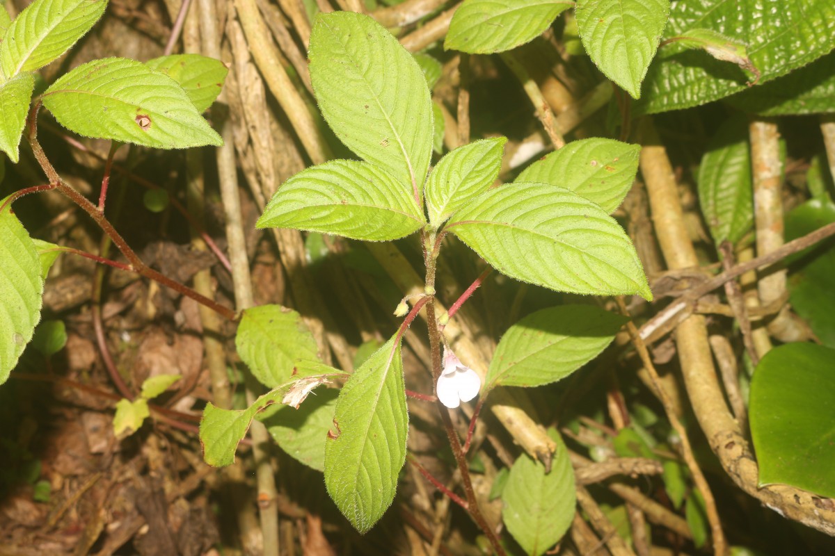 Impatiens truncata Thwaites