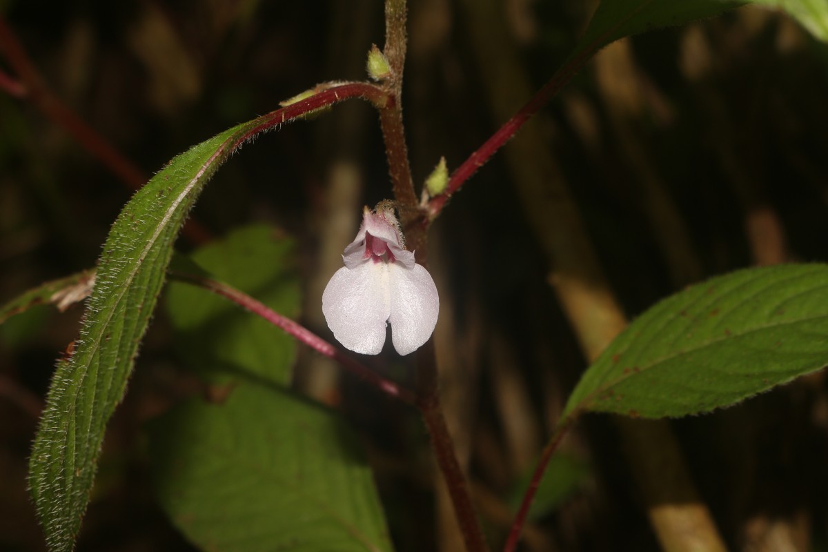 Impatiens truncata Thwaites